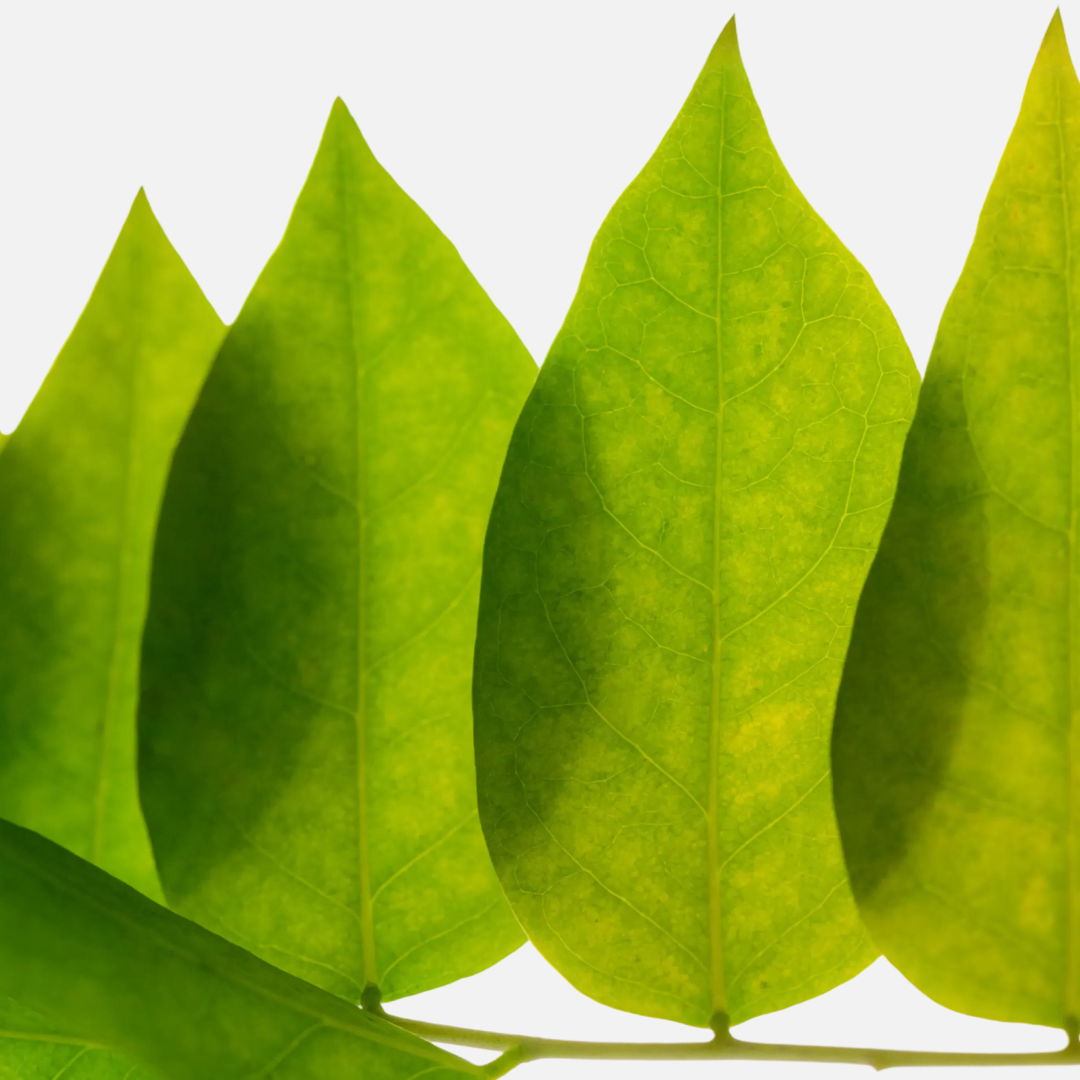 ¿No puedes dormir? 5 alternativas naturales a la melatonina.