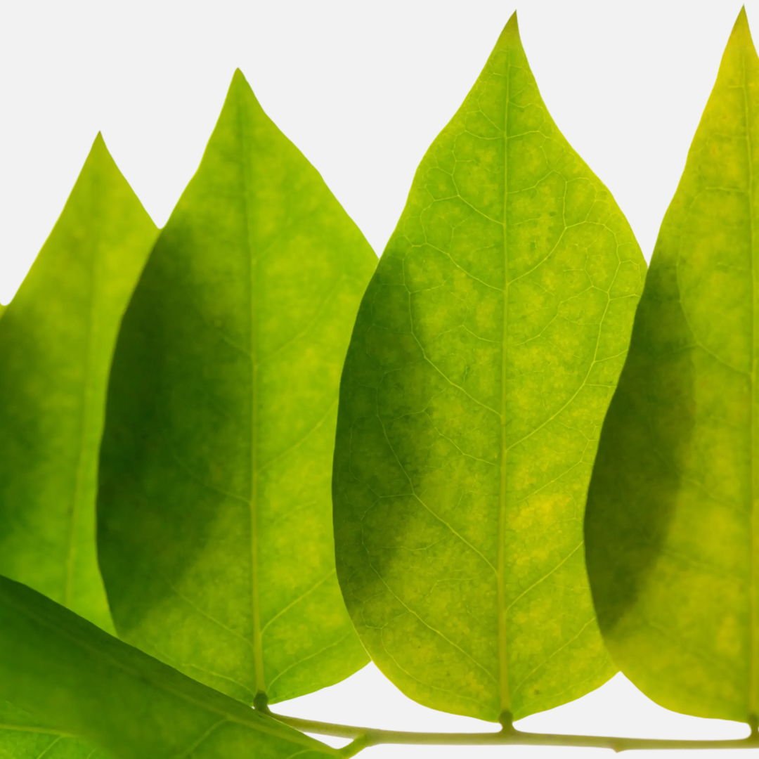 ¿No puedes dormir? 5 alternativas naturales a la melatonina. - Dive Longevity