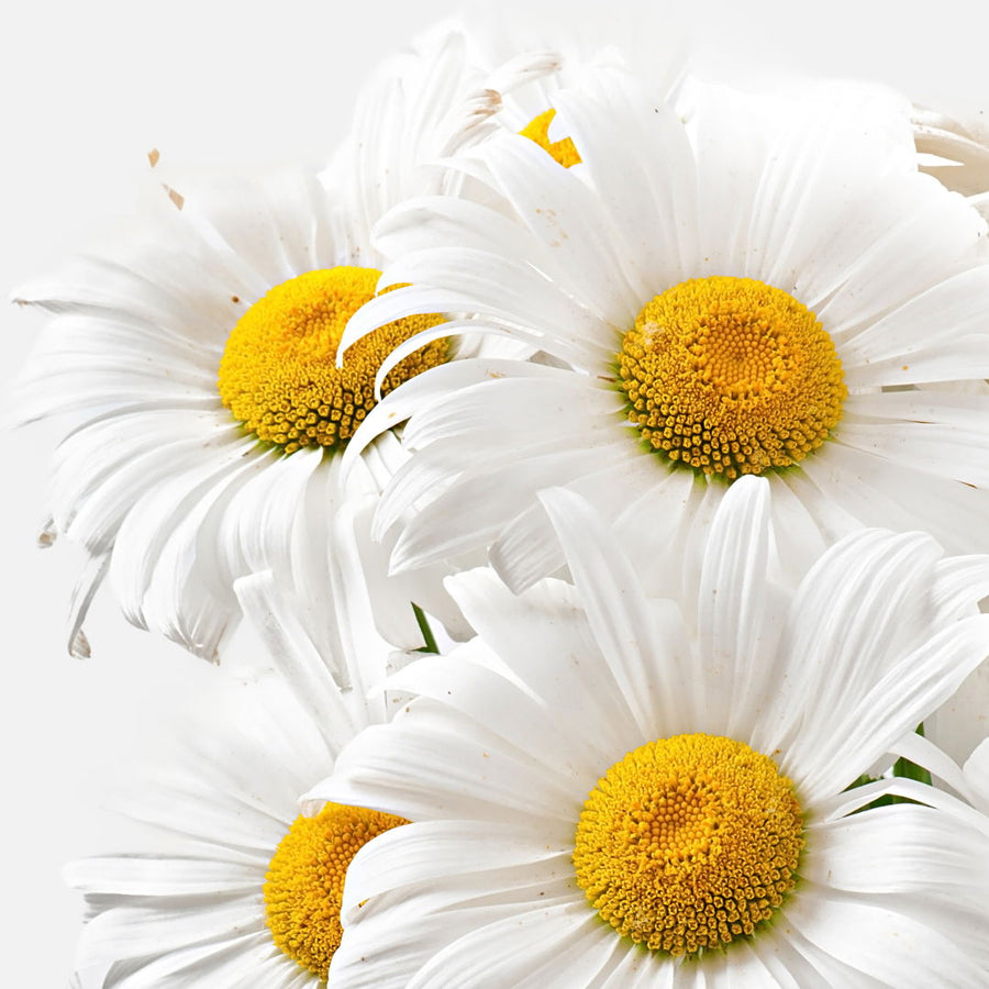 Flores blancas de centro amarillo en primer plano, ilustrativas de la manzanilla con apigenina de Dive Dreamer